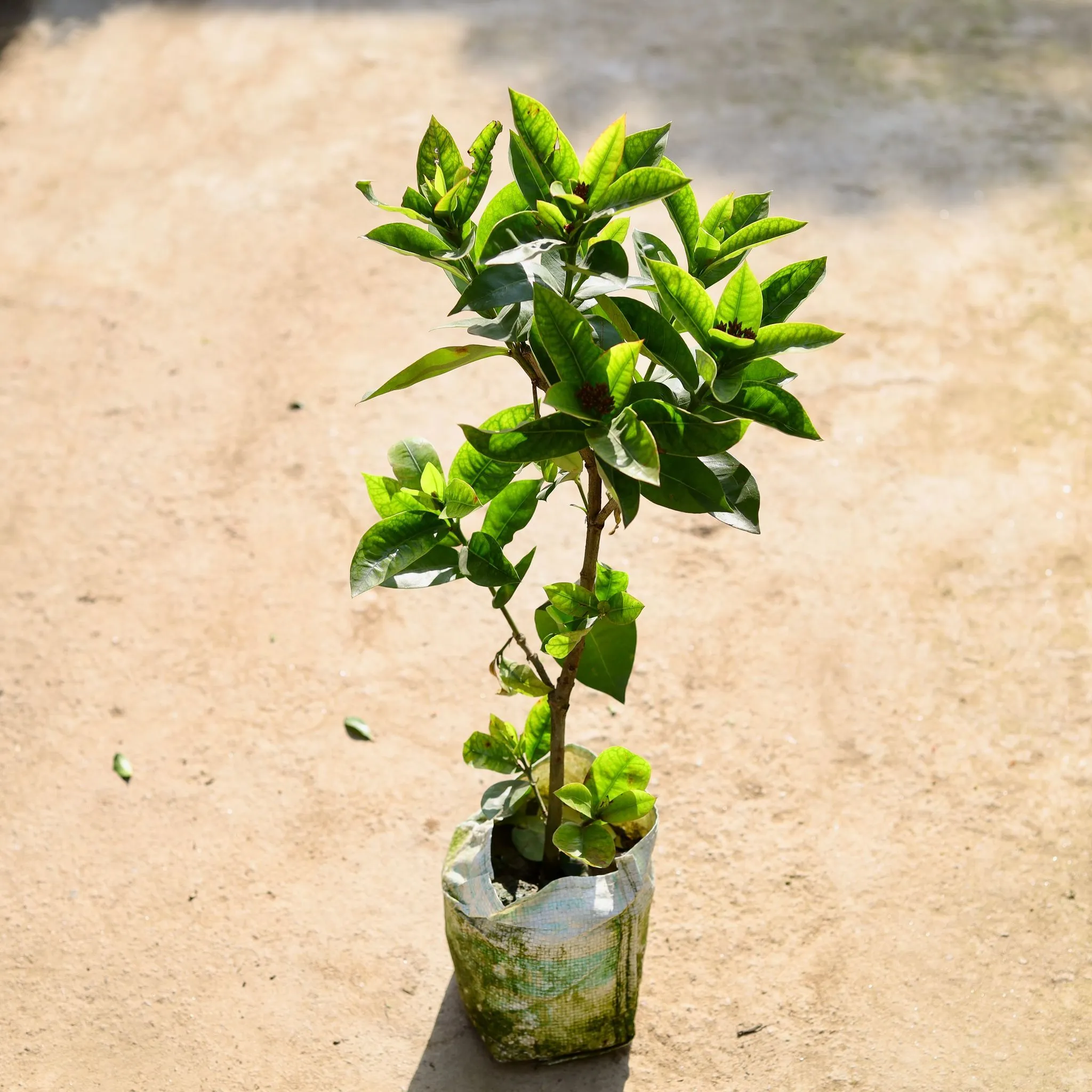 Ixora Pink (Any Colour) in 7 Inch Nursery bag