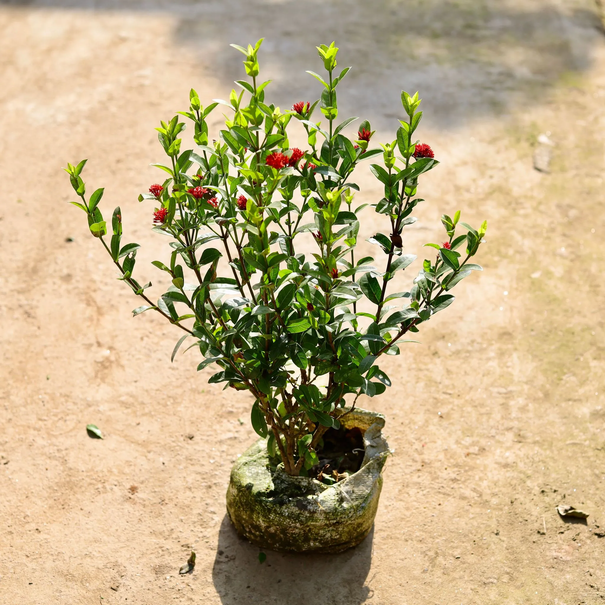 Ixora Red (Any Colour) in 7 Inch Nursery bag