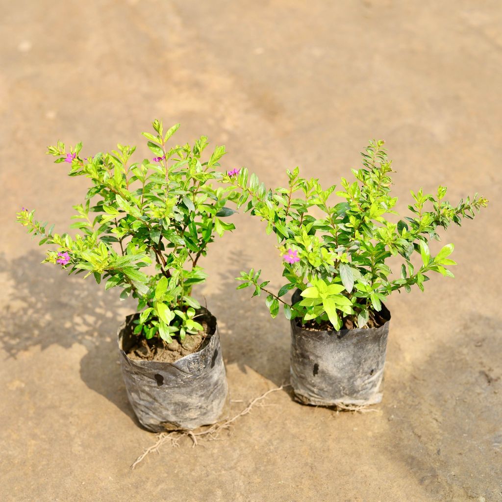 Buy Set of 2 - Cuphea / False Heather (Any Colour) in 4 Inch Nursery bag | Urvann.com Set of 2 - Cuphea / False Heather (Any Colour) in 4 Inch Nursery bag
