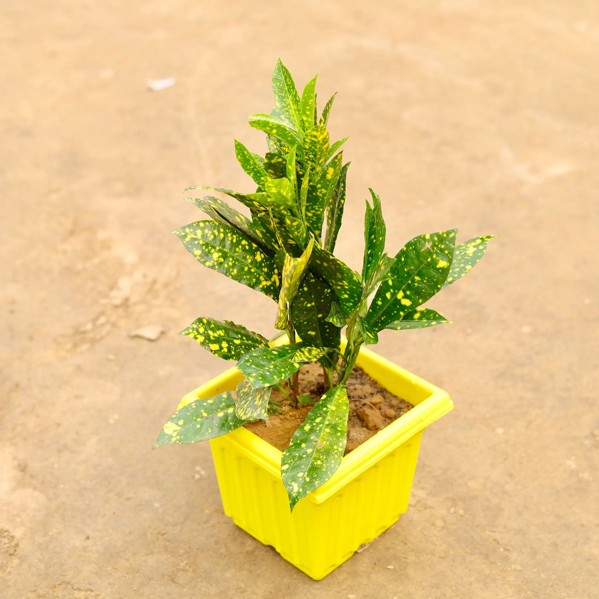 Baby Croton Gold dust in 6 Inch Elegant Yellow Plastic Pot