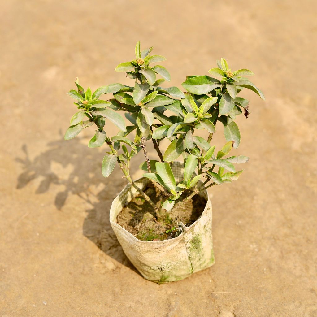 Buy Chinese Ixora (Any Colour) in 4 Inch Nursery bag | Urvann.com Chinese Ixora (Any Colour) in 4 Inch Nursery bag