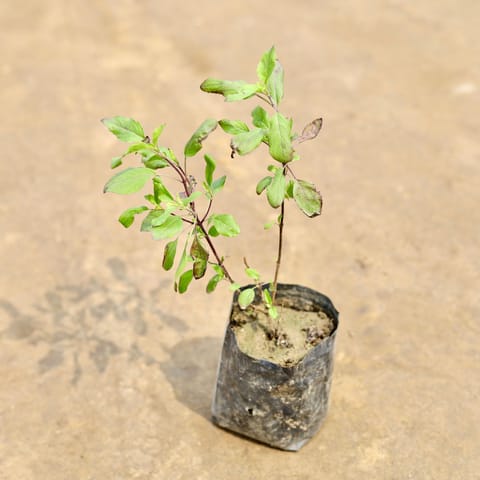 Holy Tulsi in 4 Inch Nursery bag