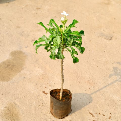 Naag Champa in 8 Inch Nursery Bag