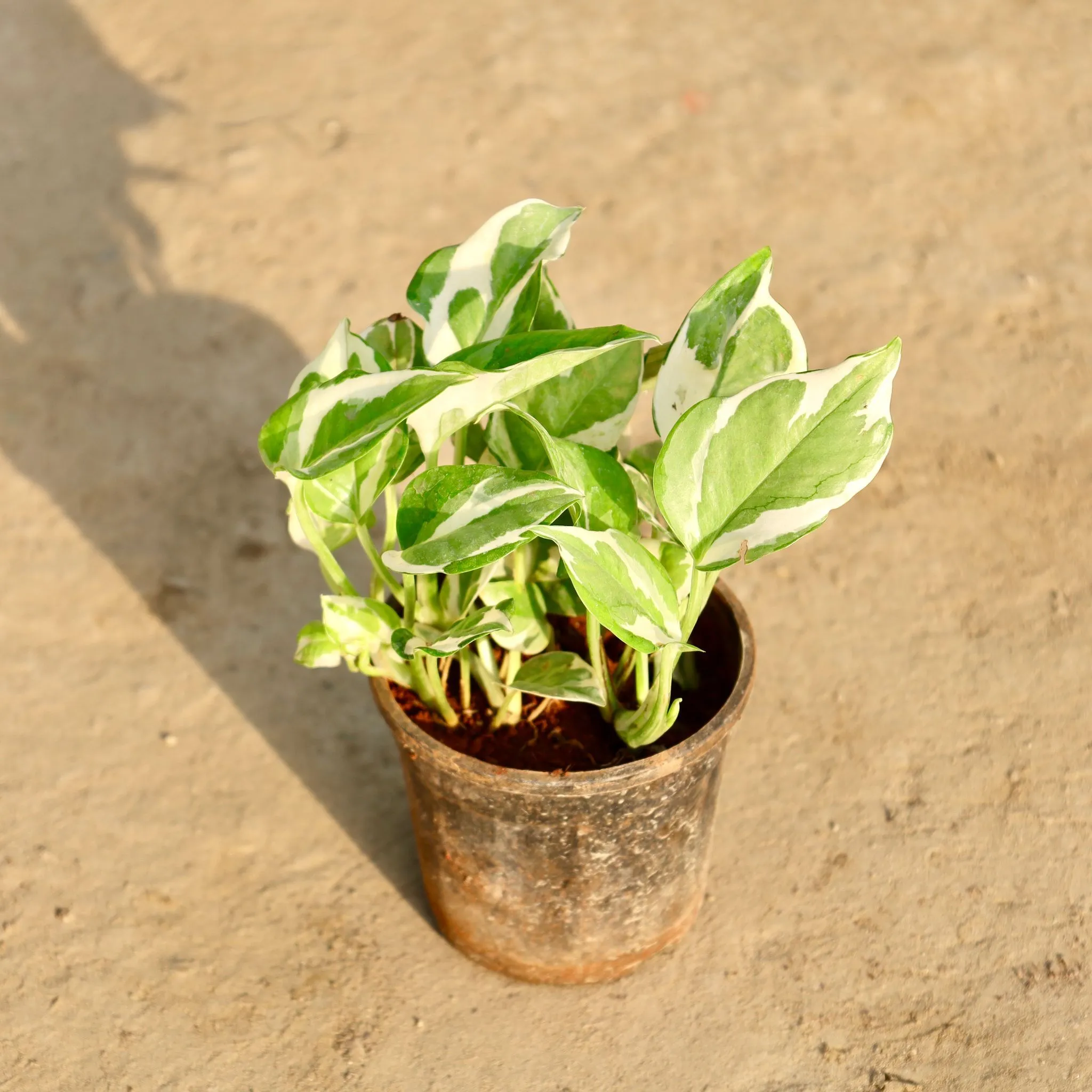 Money Plant White in 4 Inch Nursery Pot