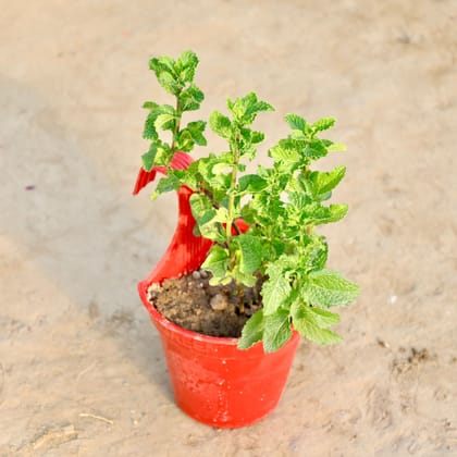 Buy Mint/ Pudina in 6 Inch Red Single Hook Hanging Plastic Pot Online | Urvann.com