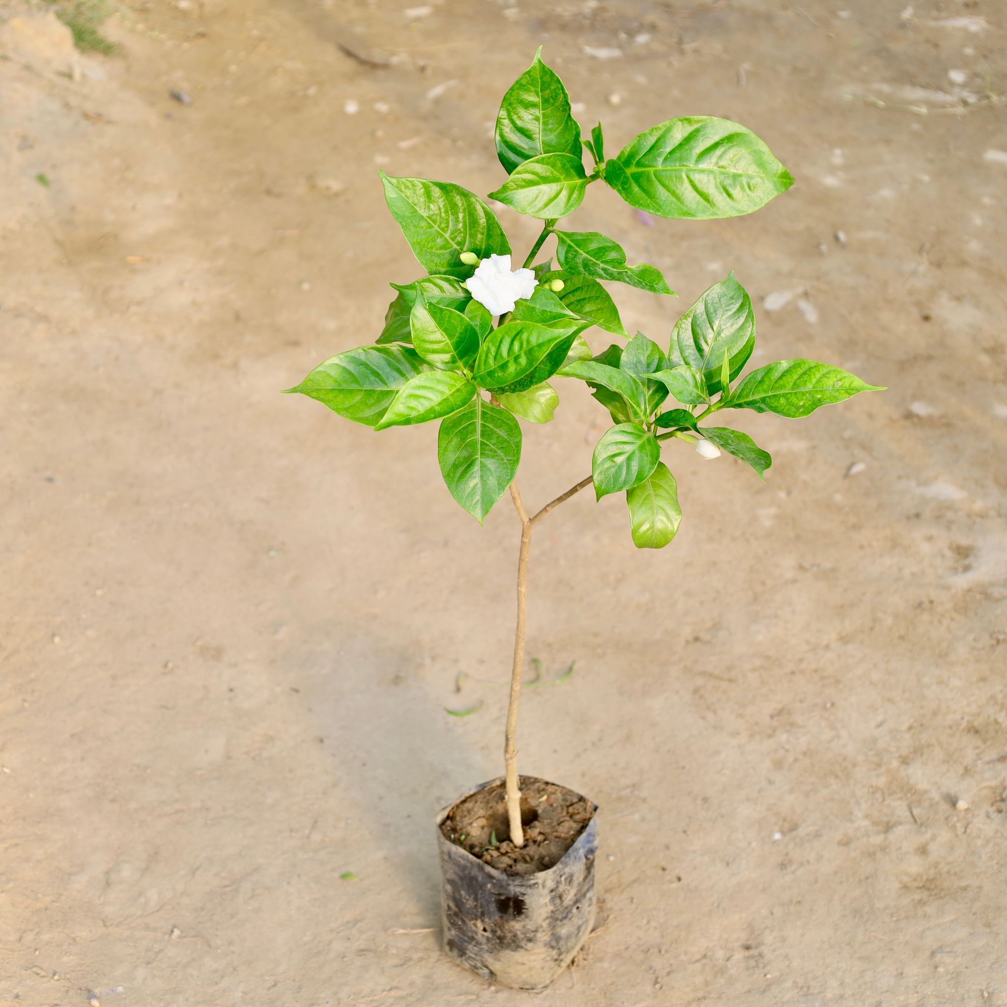 Chandni Double in 7 Inch Nursery Bag