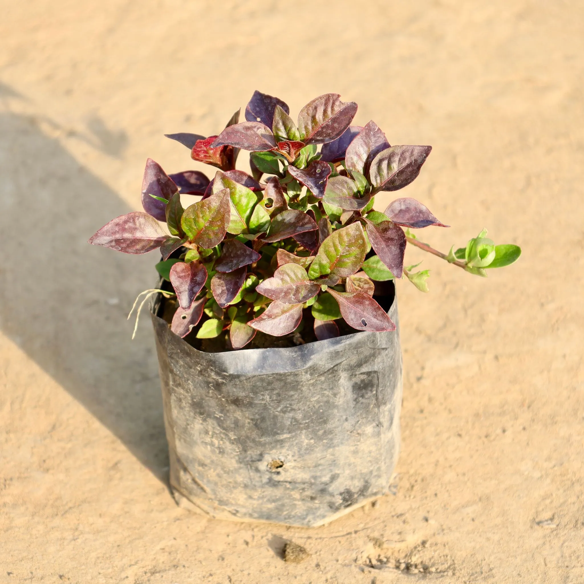 Alternanthera in 4 Inch Nursery Bag