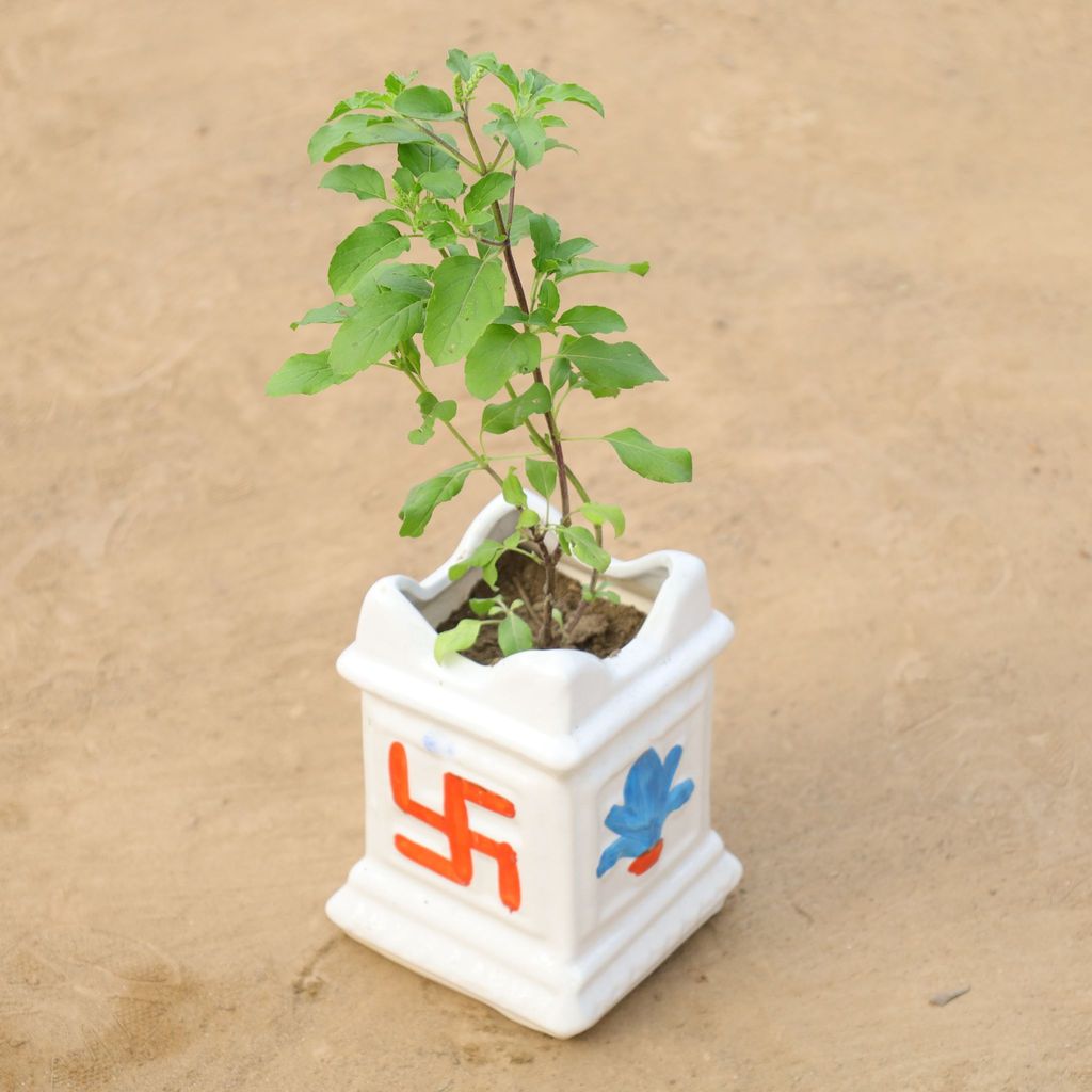 Buy Rama Tulsi in 4 Inch Tulsi Designer Ceramic Pot Online | Urvann.com Rama Tulsi in 4 Inch Tulsi Designer Ceramic Pot