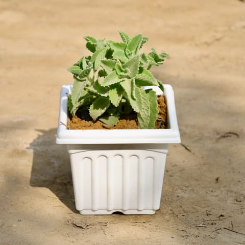 Ajwain Plant in 6 Inch White Fancy Plastic Pot