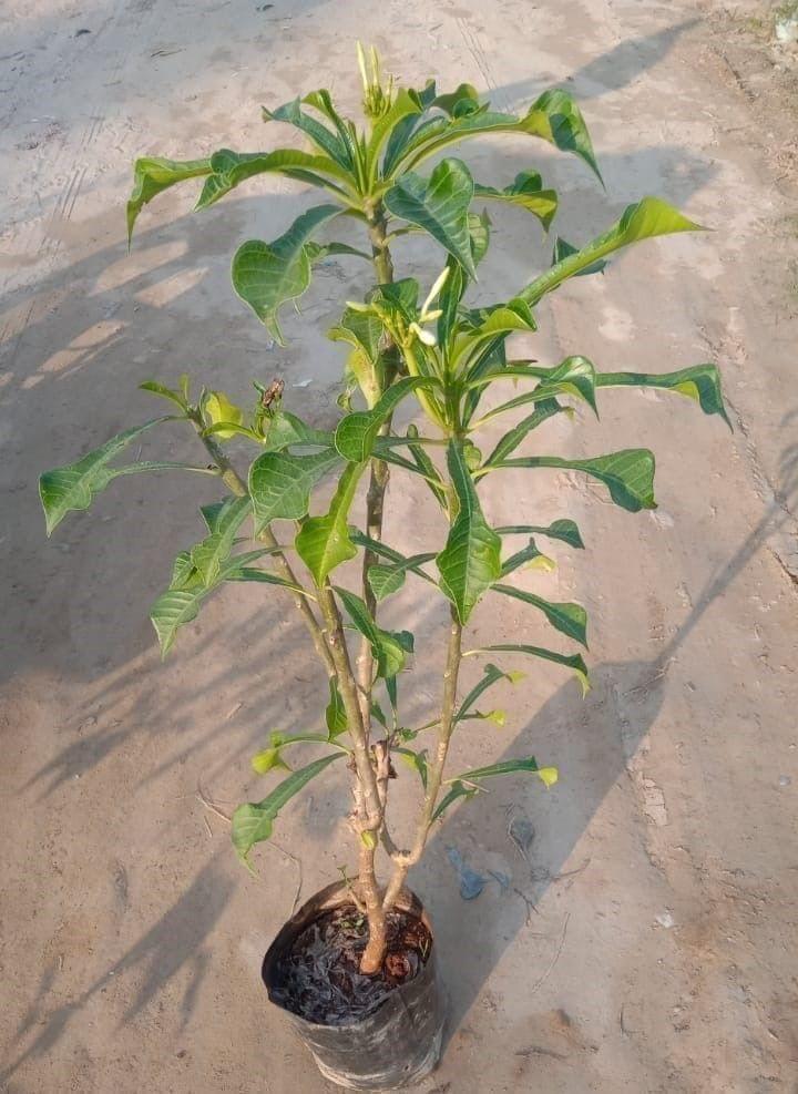 Naag Champa (any colour) in 8 Inch Nursery Bag