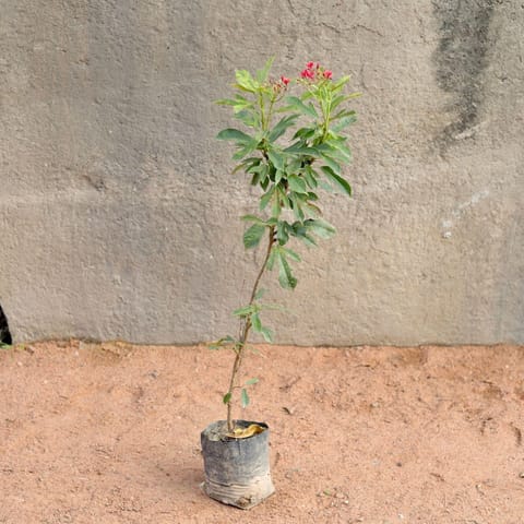 Jatropha (Pune Variety) (any colour) in 6 Inch Nursery Bag