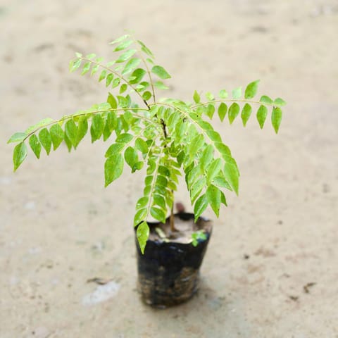 Curry Patta in 6 Inch Nursery Bag