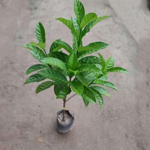 Double Chandni in 4 Inch Nursery Bag