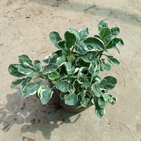 Variegated Alternanthera in 4 Inch Nursery Bag