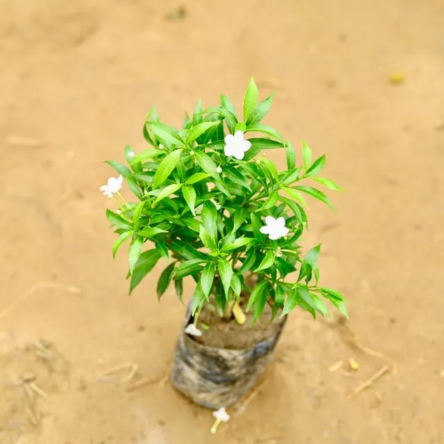 Dwarf Chandni white in 8 Inch Nursery Bag
