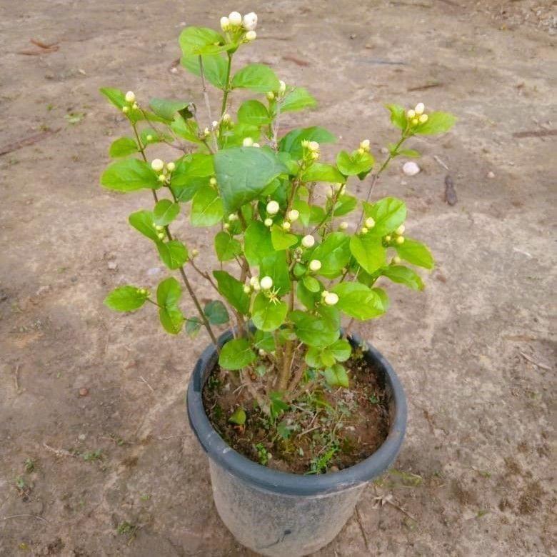 Mogra / Motia Jasmine (Pune Variety) in 8 Inch Nursery Pot