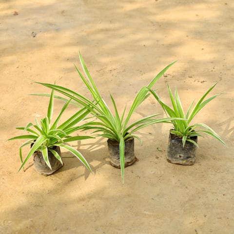 Set of 3 - Spider Plant in 5 Inch Nursery Bag