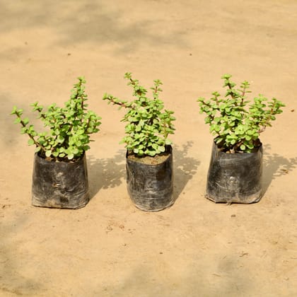 Buy Set of 3 - Jade Plant in 4 Inch Nursery Bag Online | Urvann.com