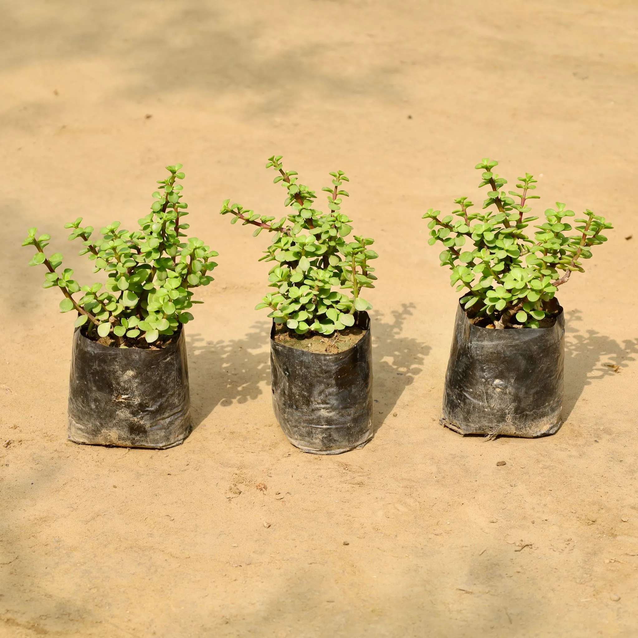 Set of 3 - Jade Plant in 4 Inch Nursery Bag