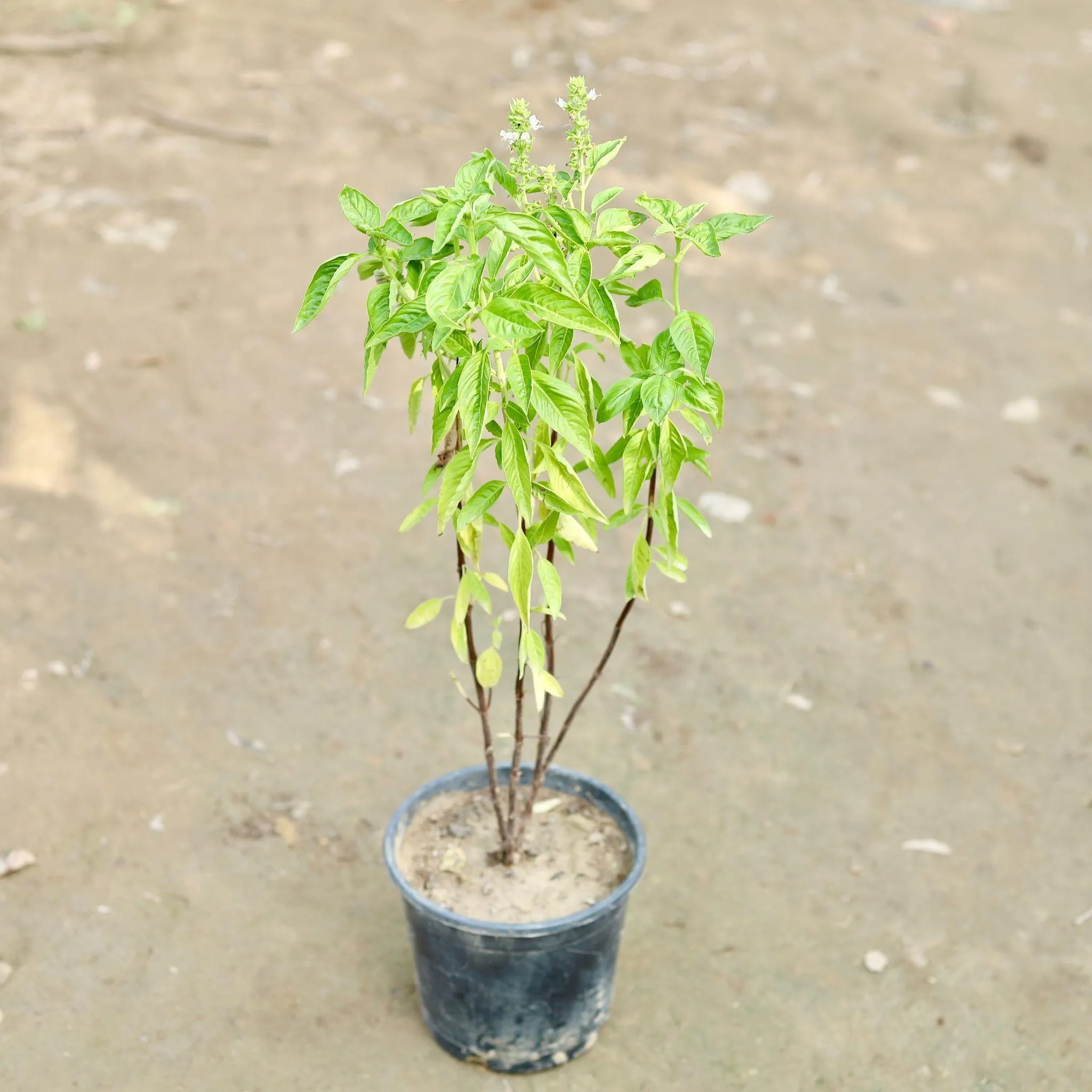 Sweet Basil / Marwa Tulsi in 6 Inch Nursery Pot