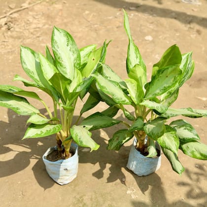 Buy Set of 2 - Aglaonema Emerald Bay in 7 Inch Nursery Bag Online | Urvann.com
