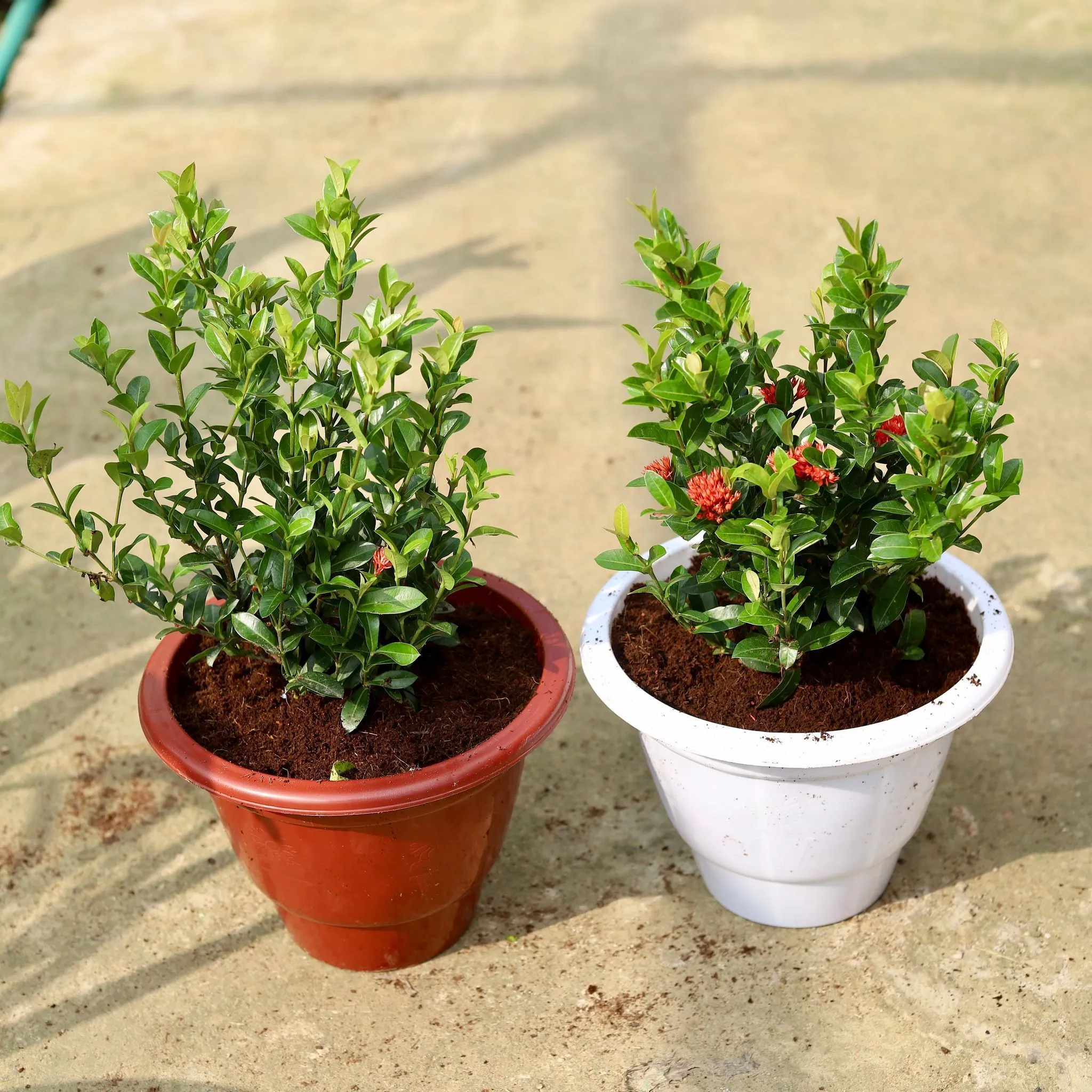 Set of 2 - Ixora Miniature (any colour) in 10 Inch Classy Red & White Plastic Pot
