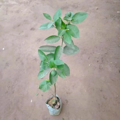 Buy Orange Plant In 6 Inch Nursery Bag Online | Urvann.com