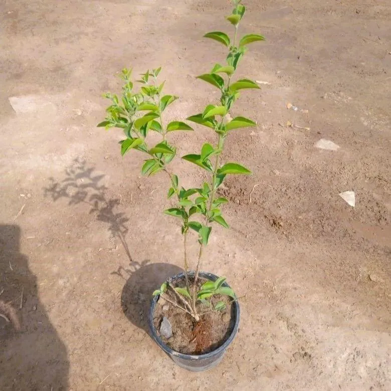 Juhi / Jasminum Auriculatum in 6 Inch Nursery Pot