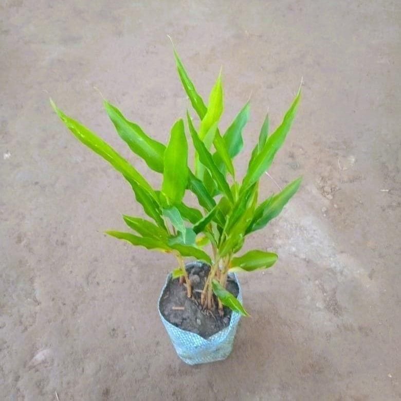 Cardamom / Elaichi Plant in 6 Inch Nursery Bag