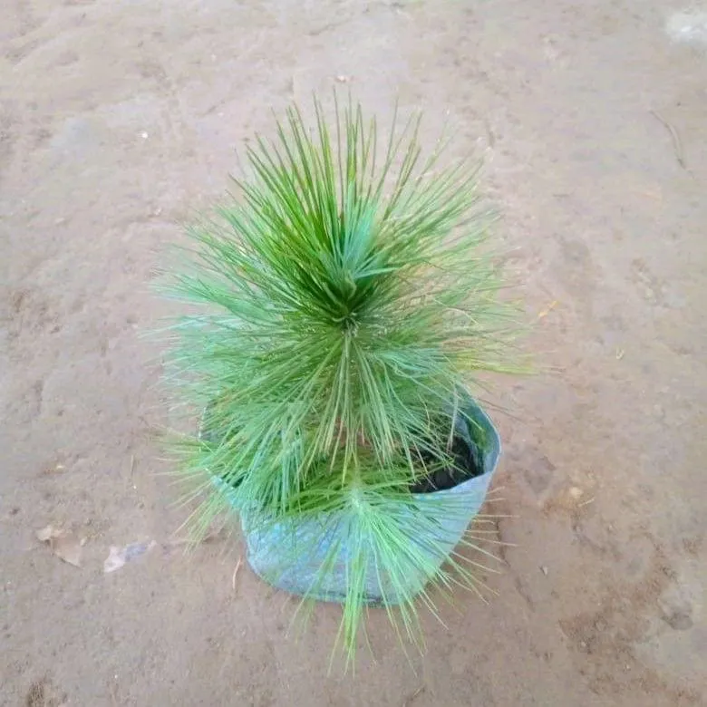 Pine / Cheed plant in 4 Inch Nursery Bag