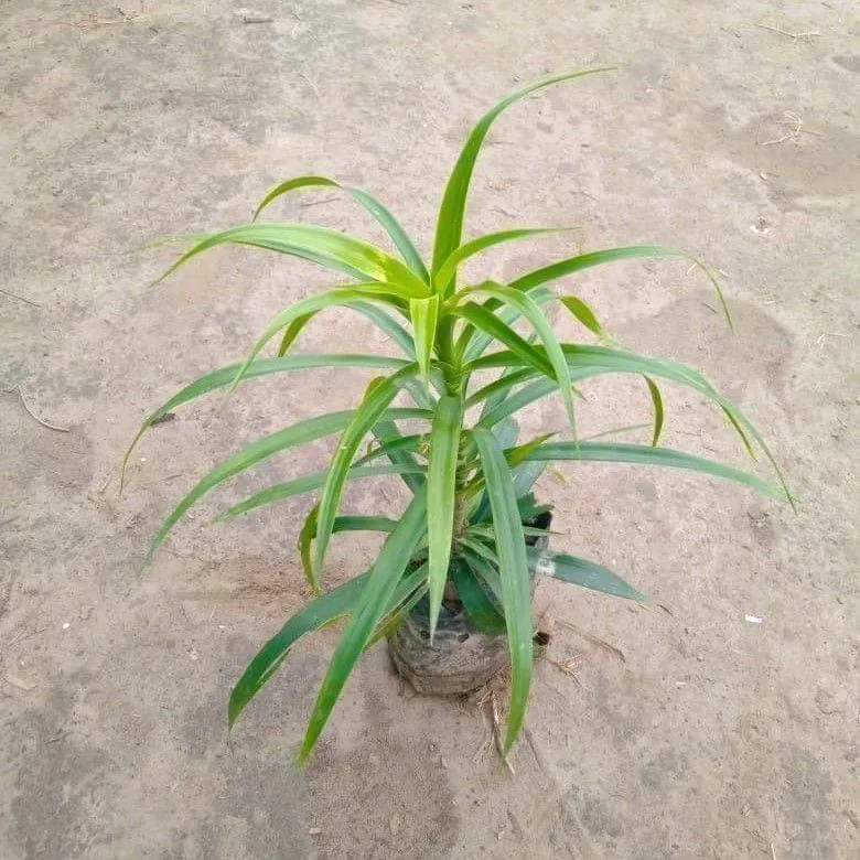 Dracaena Green Plant in 3 Inch Nursery Bag
