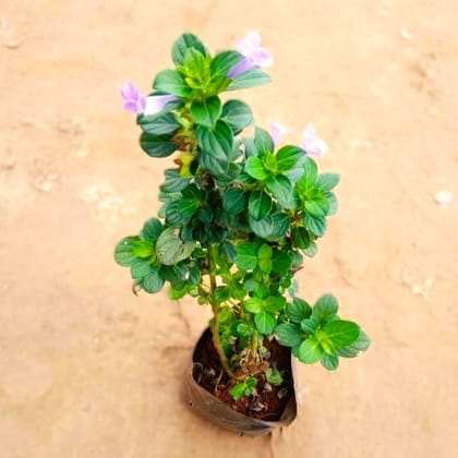 Barleria Cristata Blue / Philippine Violet in 5 Inch Nursery Bag