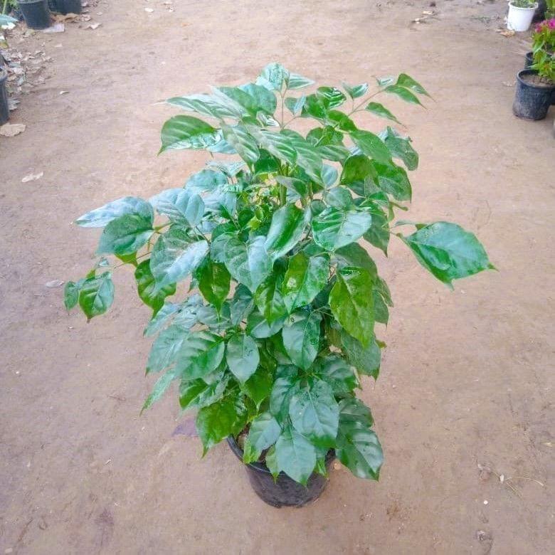 Buy China Doll/Radermachera Sinica In 8 Inch Nursery Pot Online | Urvann.com China Doll/Radermachera Sinica (~ 2 Ft) in 6 Inch Nursery Pot