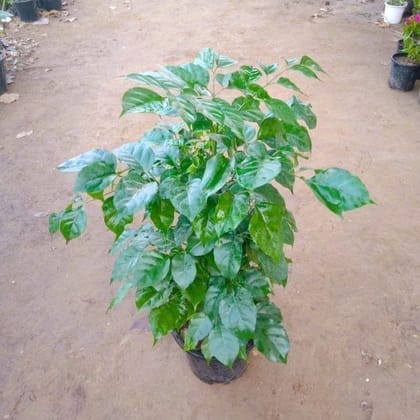 Buy China Doll/Radermachera Sinica  In 8 Inch Nursery Pot Online | Urvann.com