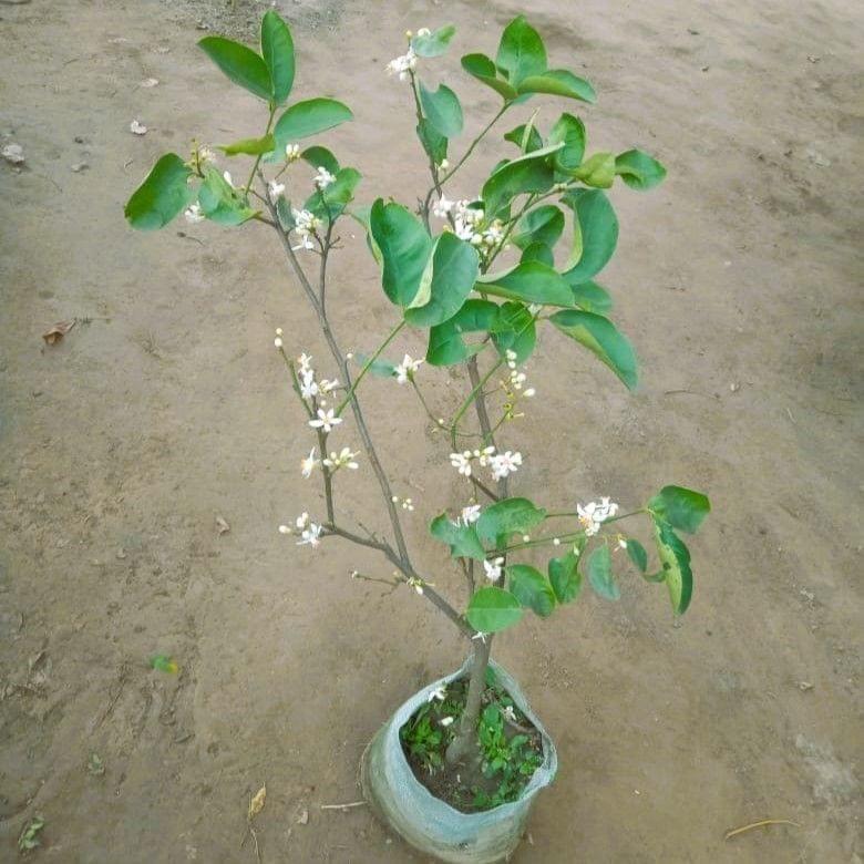 Mosambi /Sweet Lemon Kolkata Variety in 7 Inch Nursery Bag