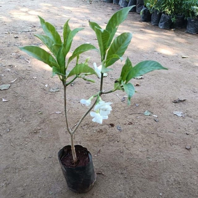 Double Chandni pune variety in 5 Inch Nursery Bag
