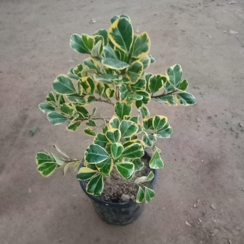 Triangular Ficus Variegated in 6 Inch Nursery bag