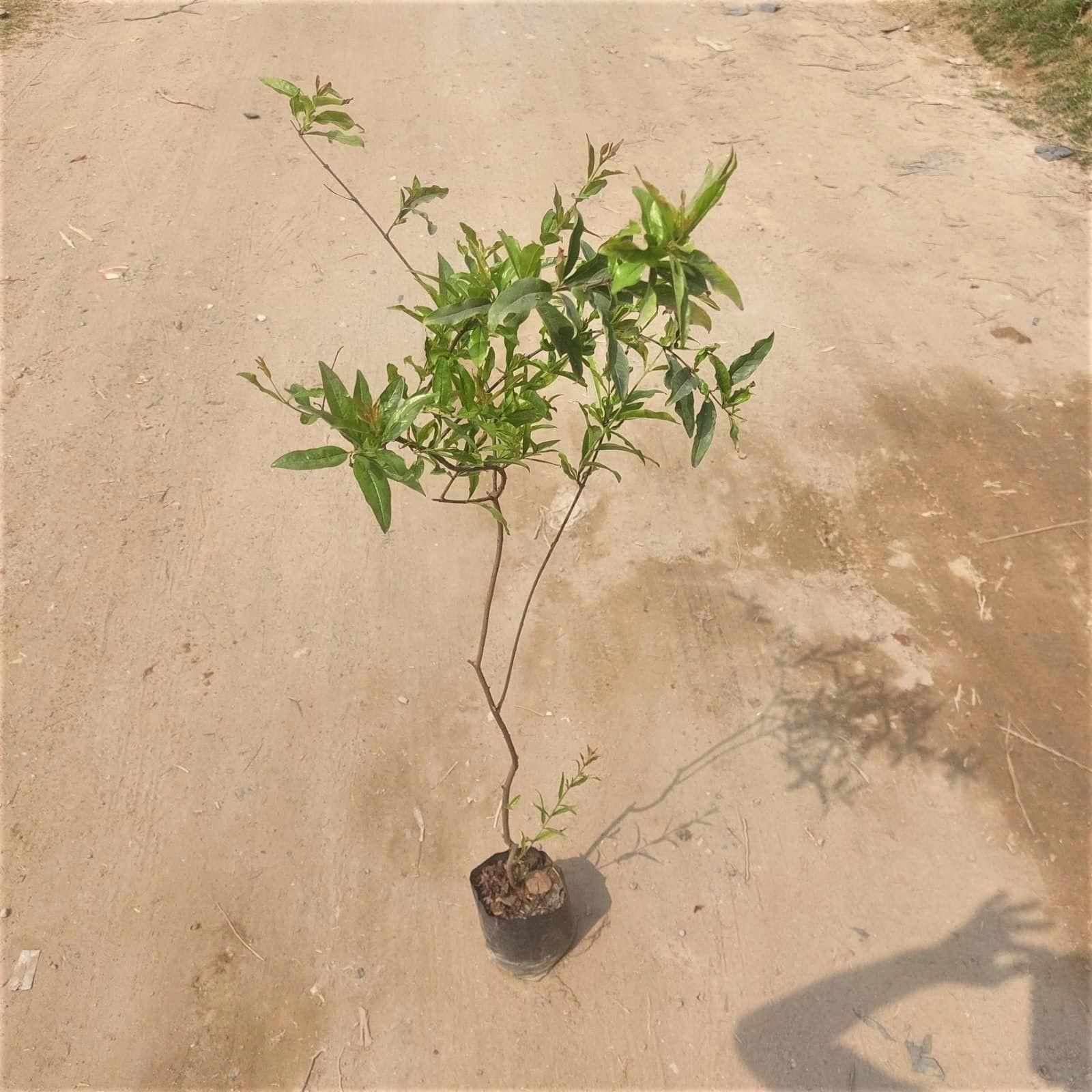 Anar / Pomegranate (any colour) in 8 Inch Nursery Bag