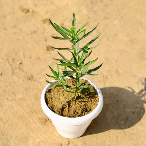 Kaner / Oleander (any colour) in 8 Inch Classy White Plastic Pot