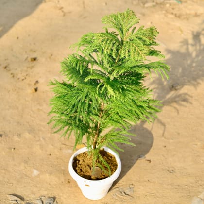 Buy Araucaria / Christmas Tree (~ 2 Ft) in 8 Inch Classy White Plastic Pot Online | Urvann.com