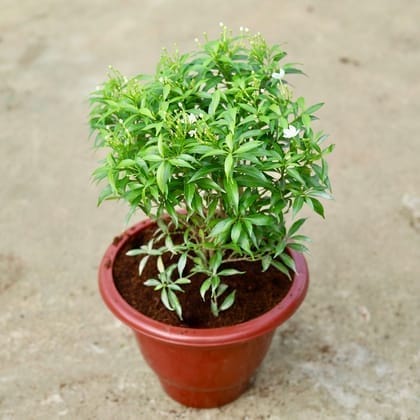 Mini Chandni in 10 Inch Classy Red Plastic Pot
