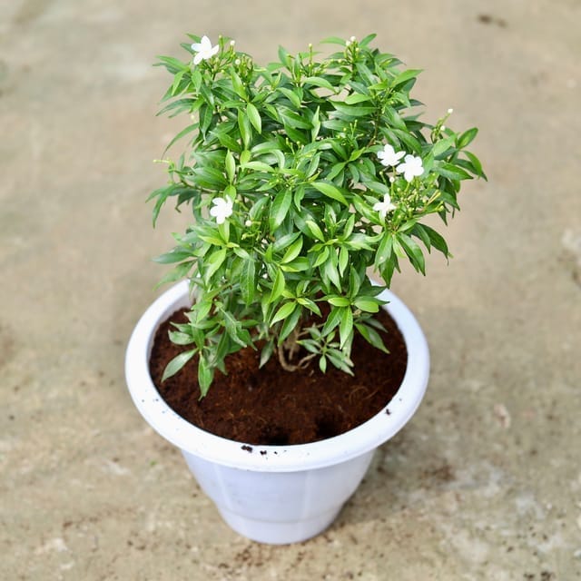 Mini Chandni in 10 Inch Classy White Plastic Pot