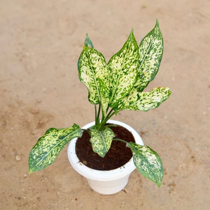 Buy Aglaonema Snow White in 6 Inch Classy White Plastic Pot Online | Urvann.com