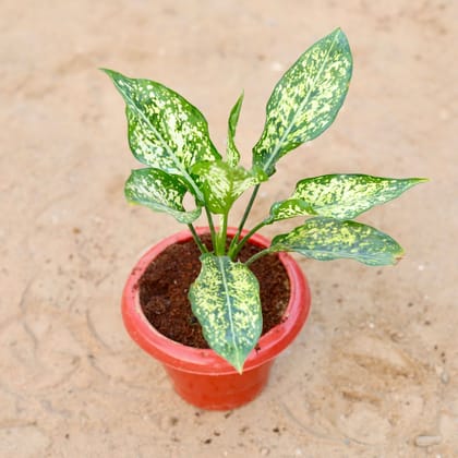 Buy Aglaonema snow white in 6 Inch Classy Red Plastic Pot Online | Urvann.com