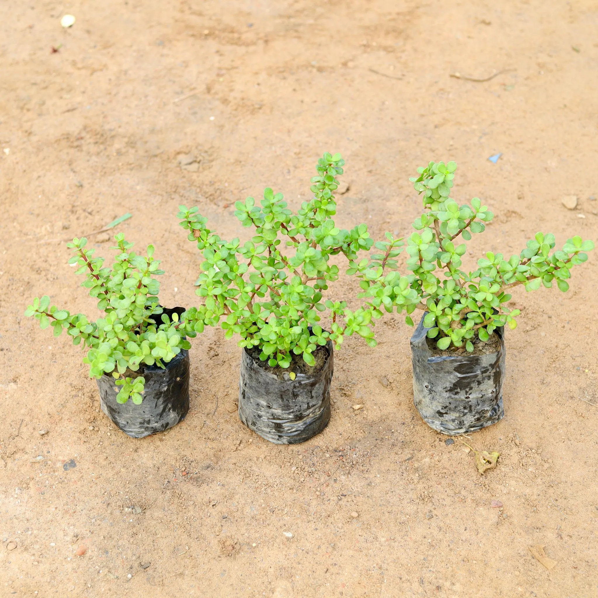 Set of 3 - Lucky Jade Plant in 4 Inch Nursery Bag