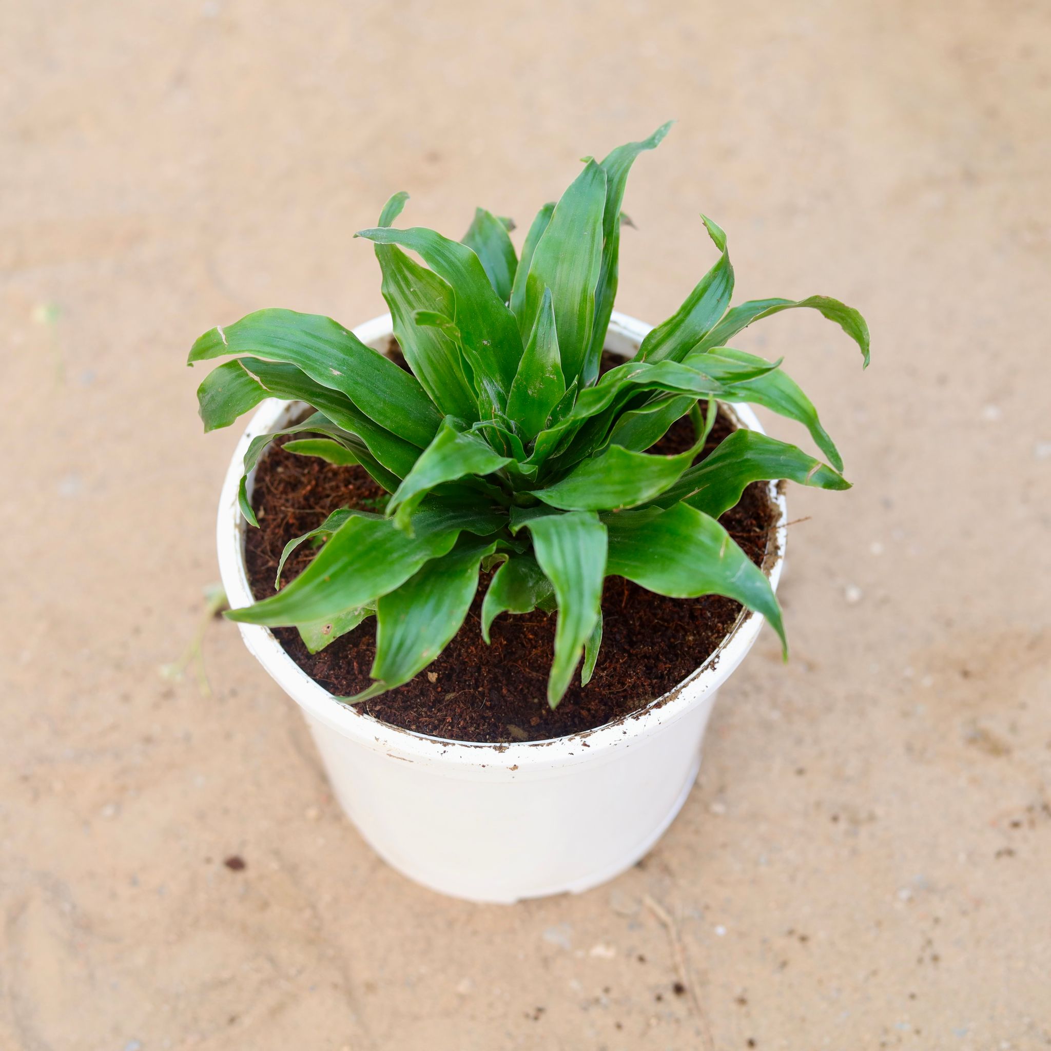 Dracaena Compacta in 6 Inch White Nursery Pot