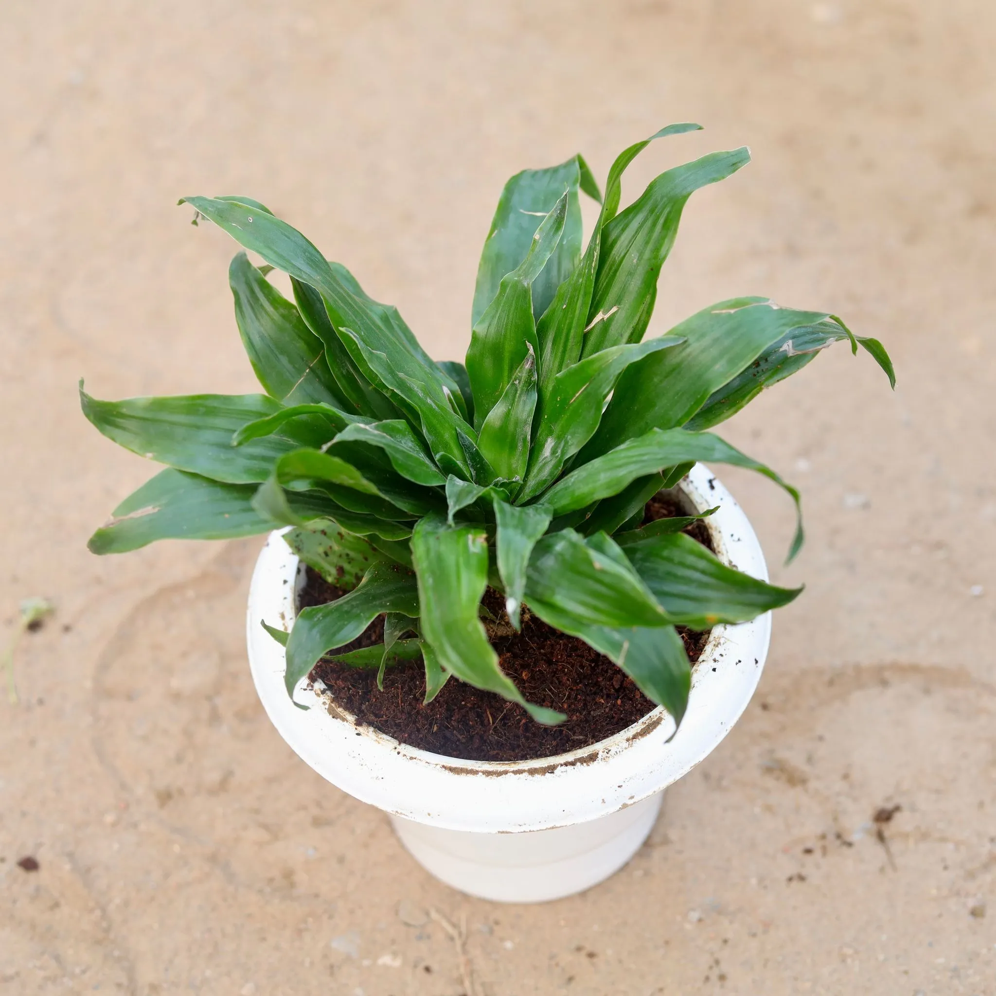 Dracaena Compacta in 6 Inch Classy White Plastic Pot