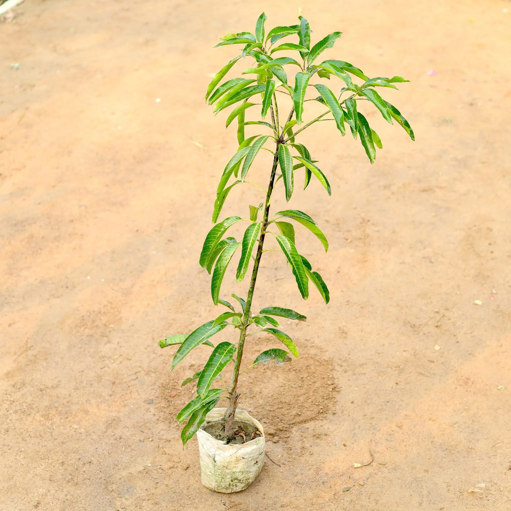 All Time Mango / Baramasi Aam (~ 4-5 Ft) in 8 Inch Nursery Bag