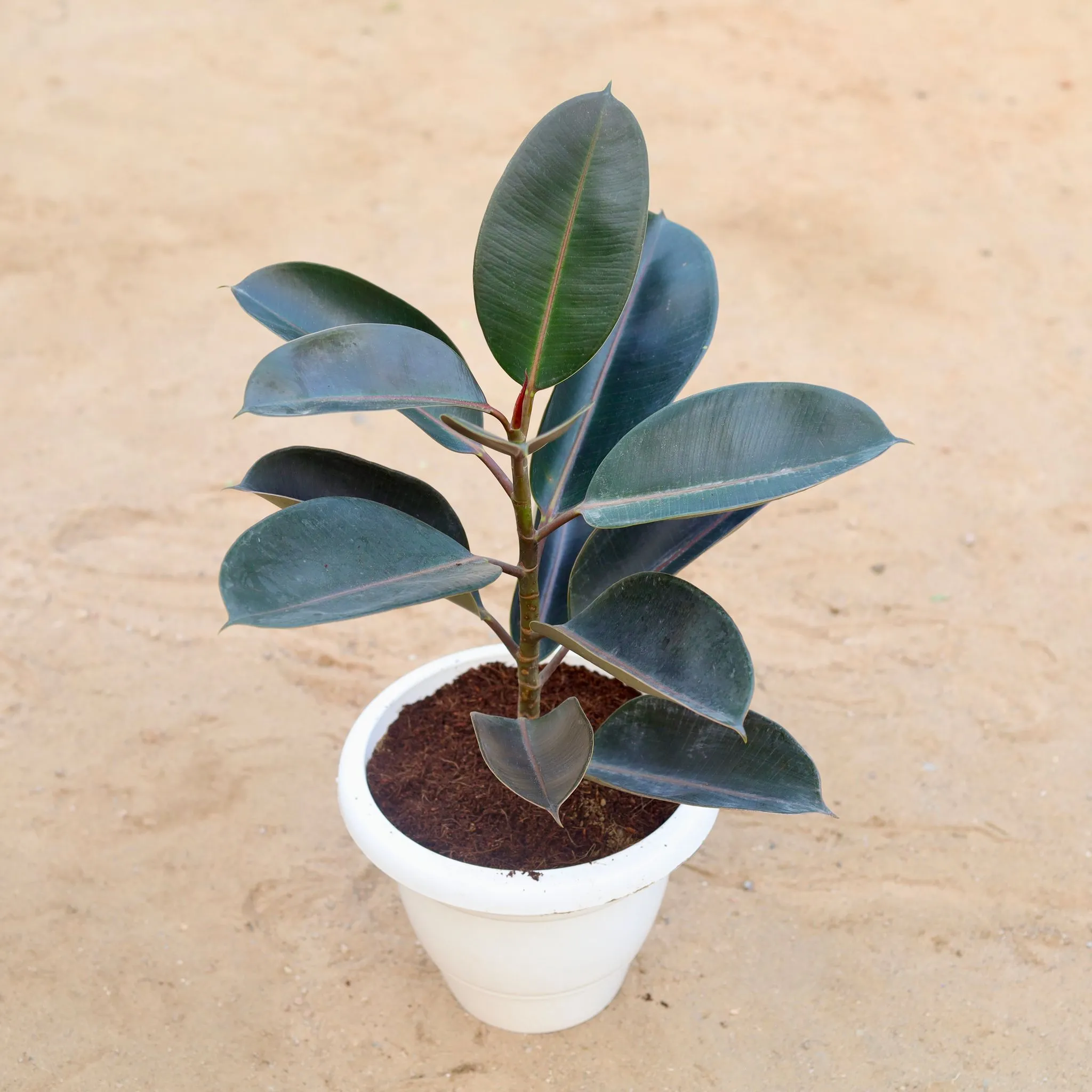 Rubber Plant Black (~ 1-2 ft) in 10 Inch Classy White Plastic Pot
