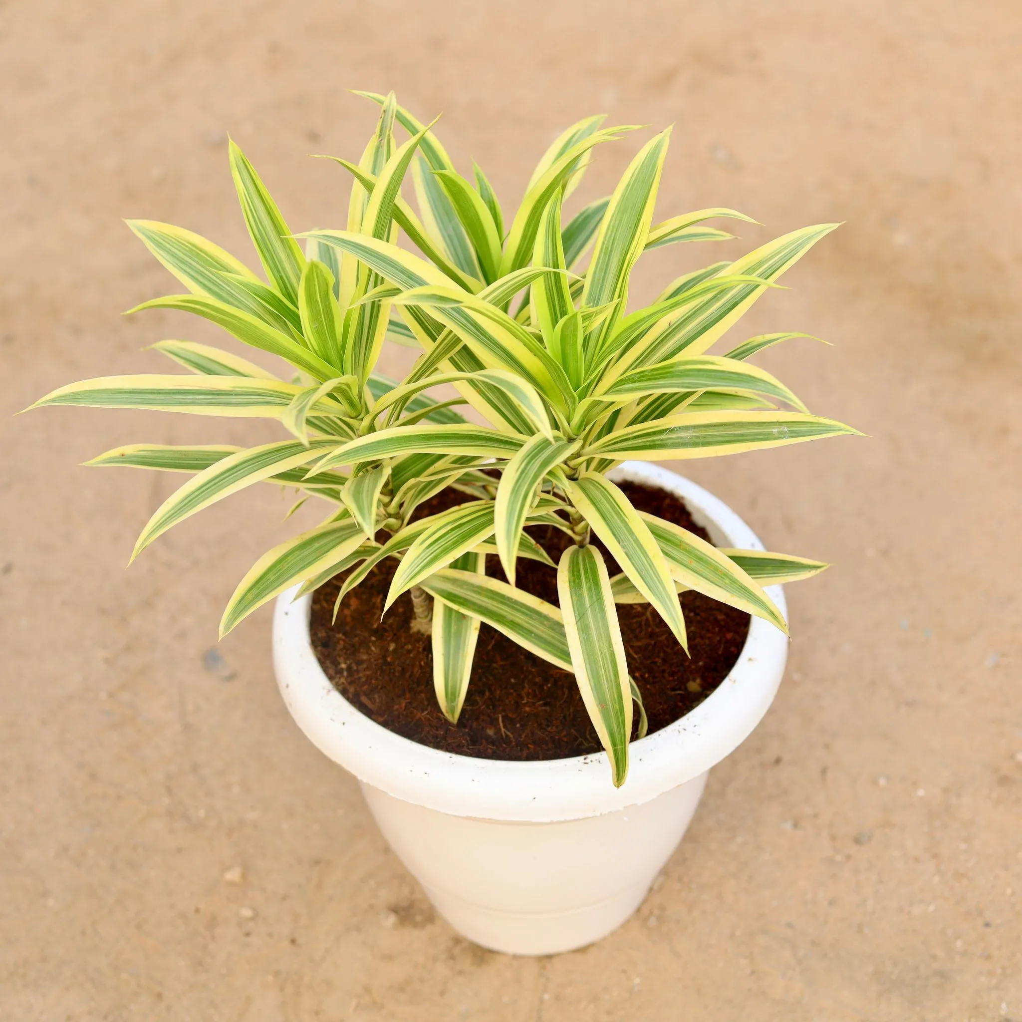 Song of India in 10 Inch Classy White Plastic Pot